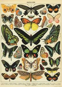 Posters: Poster - Butterflies