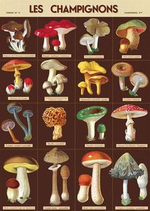 Posters: Poster - Les Champignons
