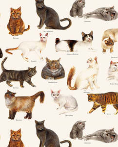 Wrap - Cats