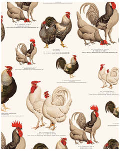 Wrap - Roosters