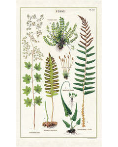 C - Tea Towel - Ferns