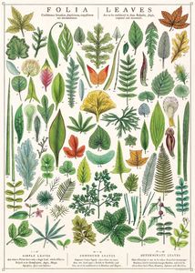 Posters: Poster - Folia (Leaves)