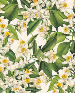 Wrapping Paper: Wrap - Orange Blossom