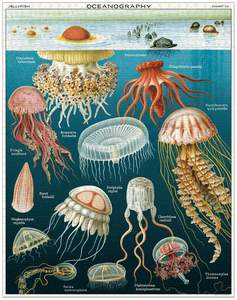 Gift Ideas: Jigsaw Puzzle - Jellyfish