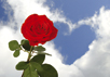 Products: Rose and cloud heart