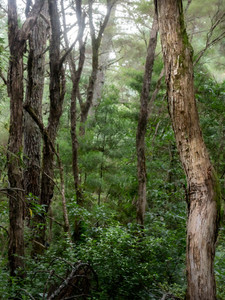Products: The Ti Trees Paul C Smith