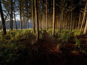Products: Waiuku Golden Woodland Paul C Smith