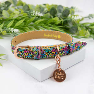 Wild Rainbow - Dog Collar