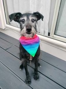 Products: Pride Bandana Pawfect Limited