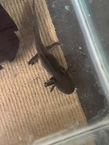 Cold Water Fish: Young adult Axolotl