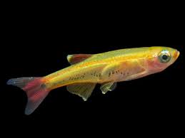 Cold Water Fish: Sunset white cloud Minnow