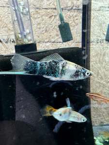 Assorted Sword Tails