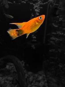Live Bearers: Assorted High-fin Platy
