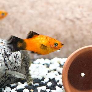 NZ Bred Assorted Platys