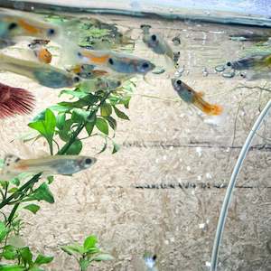 Mixed Guppy
