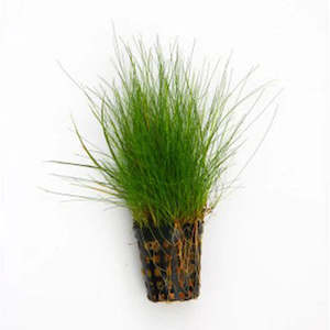 Hair Grass