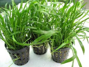 Liva Plants: Zealandia Chain Sword