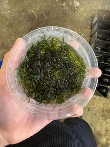 Liva Plants: Java moss