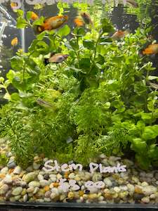 Assorted Stem aquatic Plants