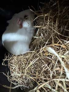Live Animals: Female Young Guinea Pigs
