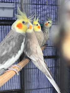 Breeding pair of Cockatiels