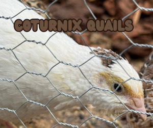 Coturnix Quails