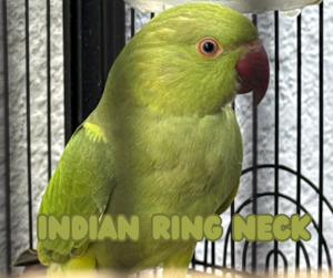 Indian Ring Neck Parrot