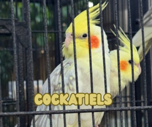 Cockatiels