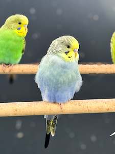 Live Animals: Pied Budgies