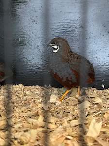Live Animals: Botton Quail Males