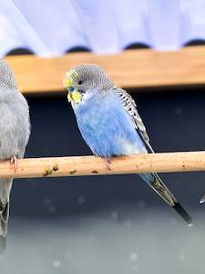 Live Animals: Budgies