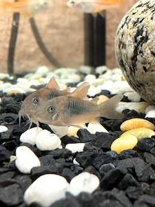 Live Fish: Osteogaster (‘Corydoras’) Bronze