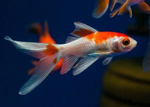 Comet Goldfish (Small)