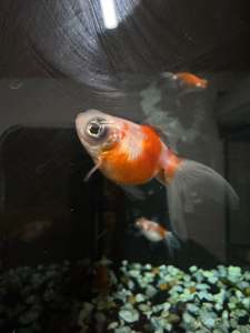 Cold Water Fish: Globe Eye Goldfish