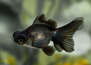 Cold Water Fish: Blackmoore Goldfish