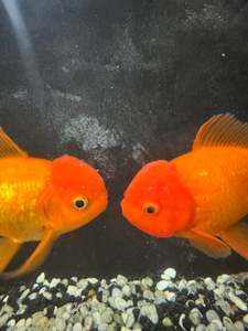 Oranda Goldfish