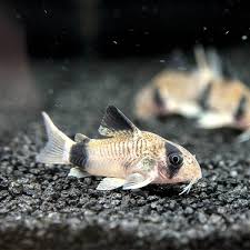 Panda Corydora Catfish