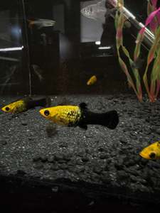 Tropical Fish: Gold Dusk Molly