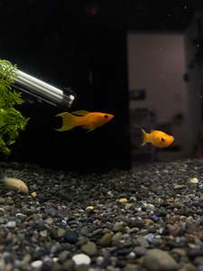 Tropical Fish: Lyretail Molly