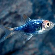 Tropical Fish: Purple Harlequin Rasbora