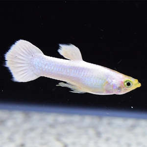 Platinum White Guppy
