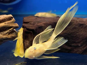Tropical Fish: Golden Longfin Bristlenose