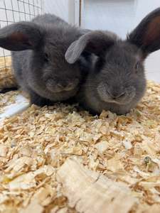 Mini Lop x Rabbits