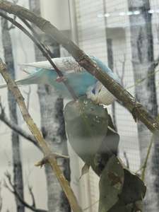 Live Animals: Older Budgies