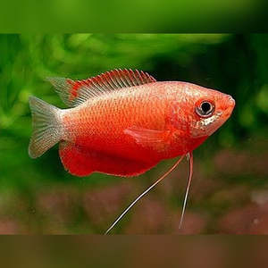Live Fish: Red Honey Gourami