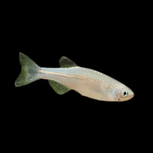 Tropical Fish: Pearl Danio