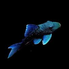 Tropical Fish: Blue Phantom Pleco