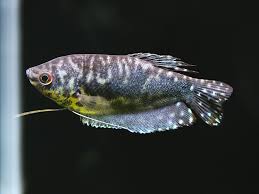 Tropical Fish: Opaline Gouramis