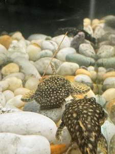 Tropical Fish: Bristlenose Pleco Small - Medium