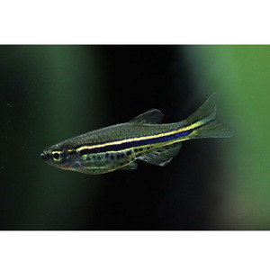 Tropical Fish: Spotted Dwarf Danio